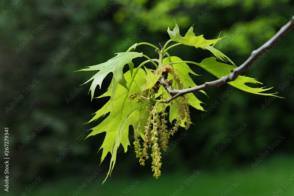 Green-yellow spring leaves and fading hanged flowers of Northern Red Oak, latin name Quercus Rubra, afternoon sunshine Green-yellow spring leaves and fading hanged flowers of Northern Red Oak, latin name Quercus Rubra, afternoon sunshine