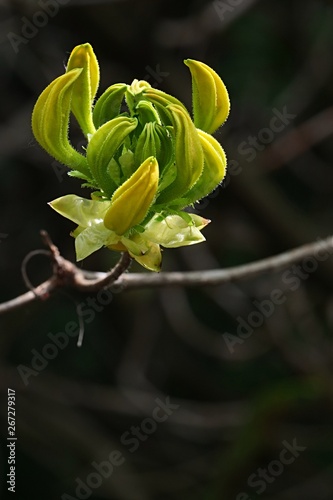 Spring flower bud cluster of Yellow Azalea decorative shrub, latin name Rhododendron Luteum, shaped like closed claw photo