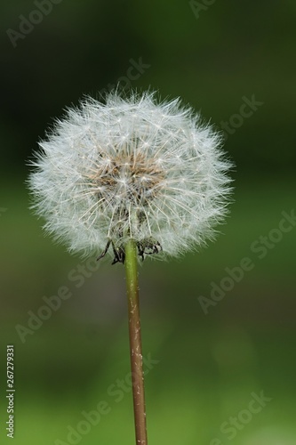 White seedhead of Dandelion  latin name Taraxacum Officinale in cloudy day spring sunshine  dark green and brown out of focus background  shallow depth of field.