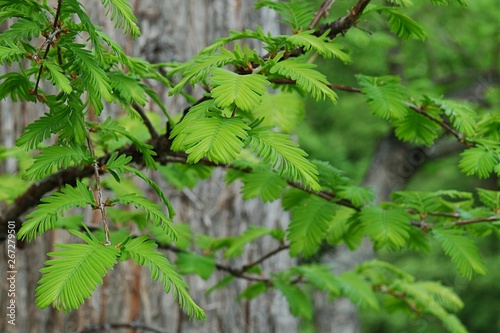 Spring branches of Dawn Redwood tree Metasequoia Glyptostroboides with typical opposite leaf arrangement, tree trunk in background