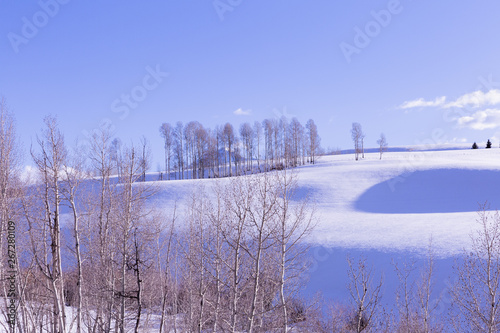 Snowy, winter scenic in nature with sun kissed Birch trees and wide open spaces in Colorado wilderness
