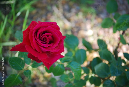 Red Rose Flower, Floral Portrait