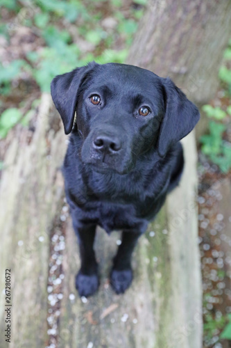 Wallpaper Mural Labrador in der Natur Torontodigital.ca