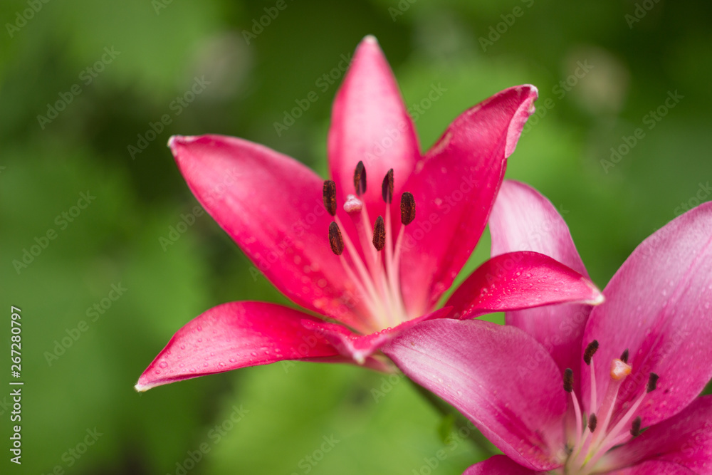 Close up of pink lily flowers in the garden