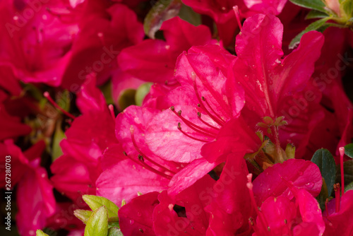 Pink Flowers