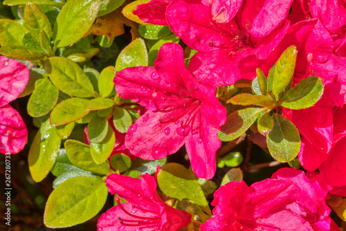Pink Flower