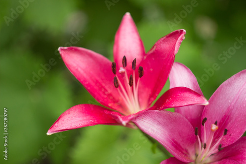 Close up of pink lily flowers in the garden