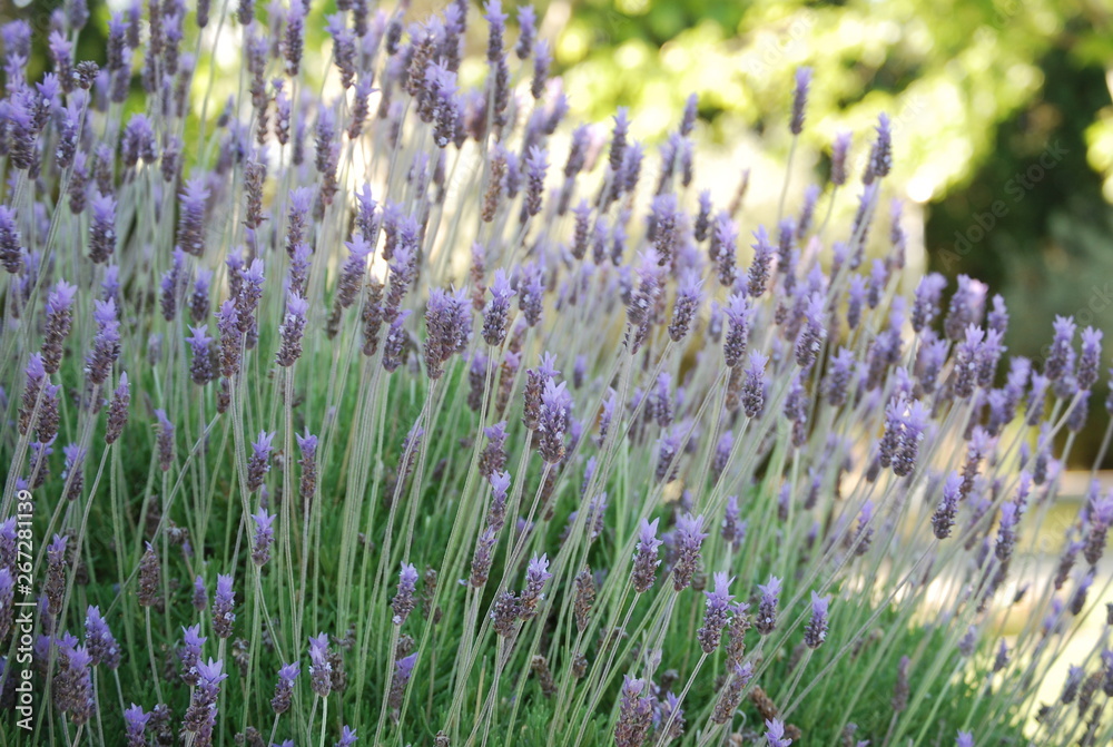 Lavender Plant, Floral Close Up Lavender Plant, Floral Close Up