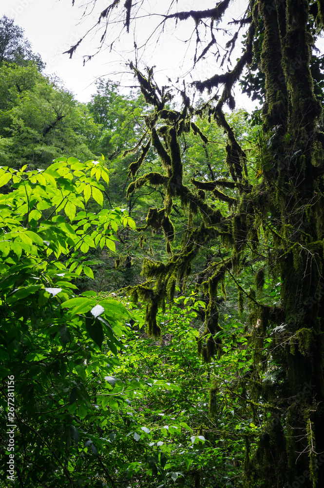 Fototapeta premium View of the forest