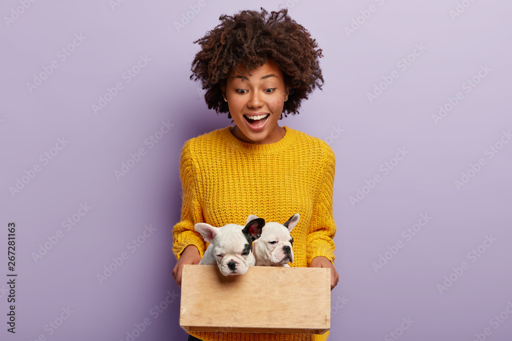 Happy beautiful woman holds wooden box with two cute pedigree small puppies, glad to be owner of doggy, cares about domestic animals, isolated over purple background. People and pets concept - obrazy, fototapety, plakaty 
