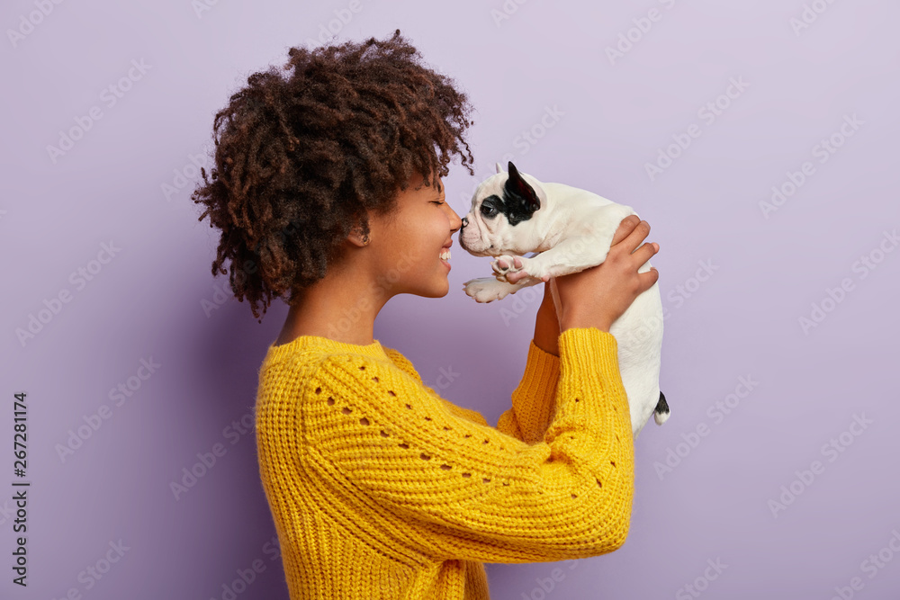 Sideways shot of cheerful Afro American woman plays with sweety black and white french bulldog puppy, touch small nose, likes animals, has playful mood, wears casual yellow jumper. Beloved pet - obrazy, fototapety, plakaty 