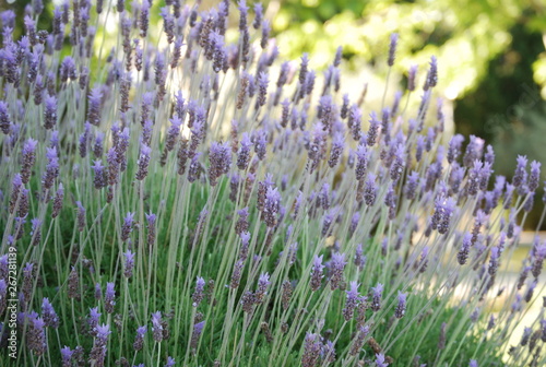 Lavender Plant  Floral Close Up