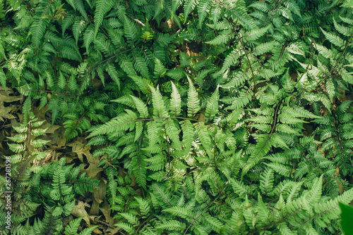 Green japanese ferns in the Spring