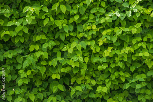Wallpaper Mural A wall of fresh green leaves. Hedgerow. Texture. Close up Torontodigital.ca