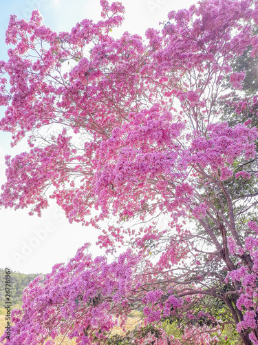 purple ipê in the Brazilian northeast (Piauí)