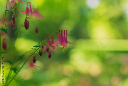 Columbine flowers in the Spring © Amy Buxton