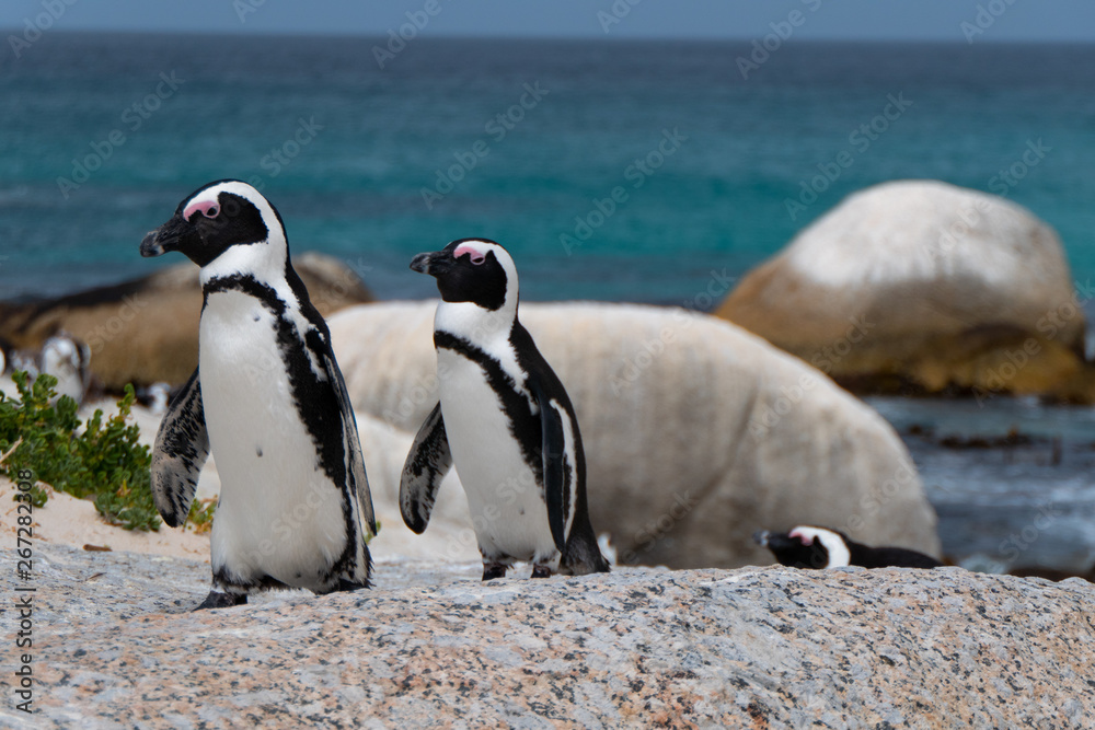 Naklejka premium Penguins at Boulders Beach