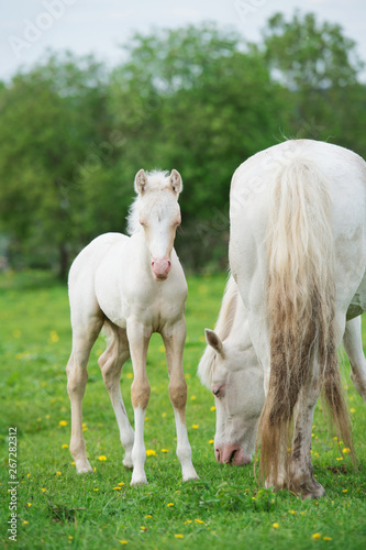 Fototapeta Naklejka Na Ścianę i Meble -  pony cream foal with mom in green grass meadow