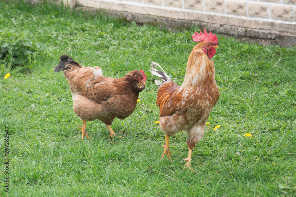 Fototapeta premium Chicken and rooster