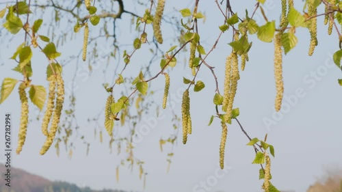 Birch aglets under blue sky at spring, close-up. New beginning concept. Branches of birch-tree with young leaves and earrings. Season of flowering and seeds formation. Season of blossoming plants photo