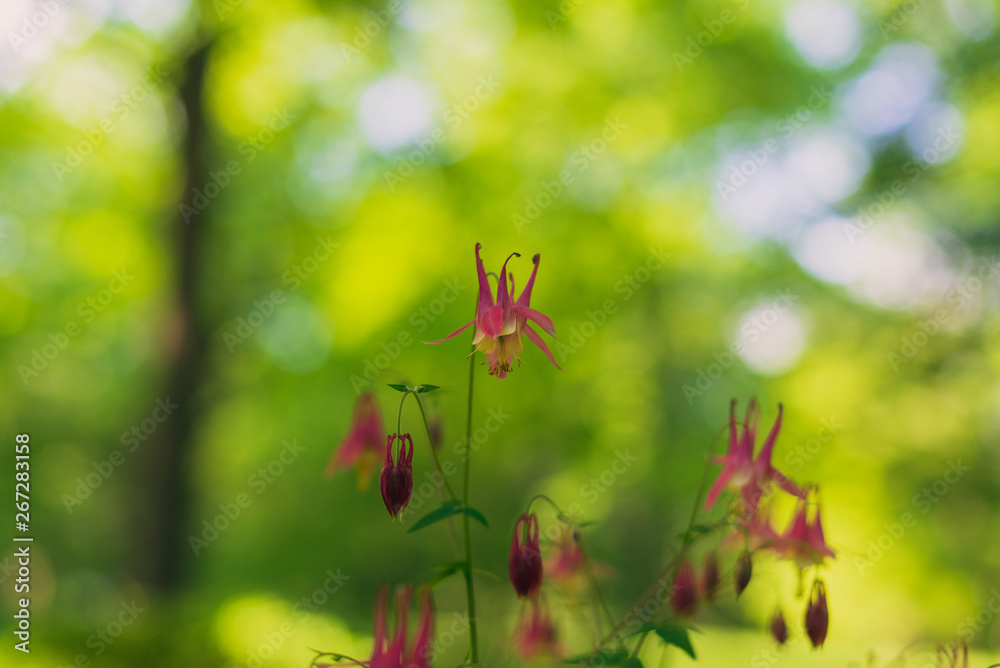 Fototapeta premium Columbine flowers in the Spring