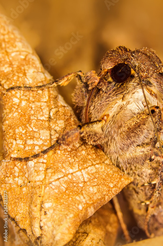 Portrait head of clothes moth. Macro photography. Natural yellow background. photo