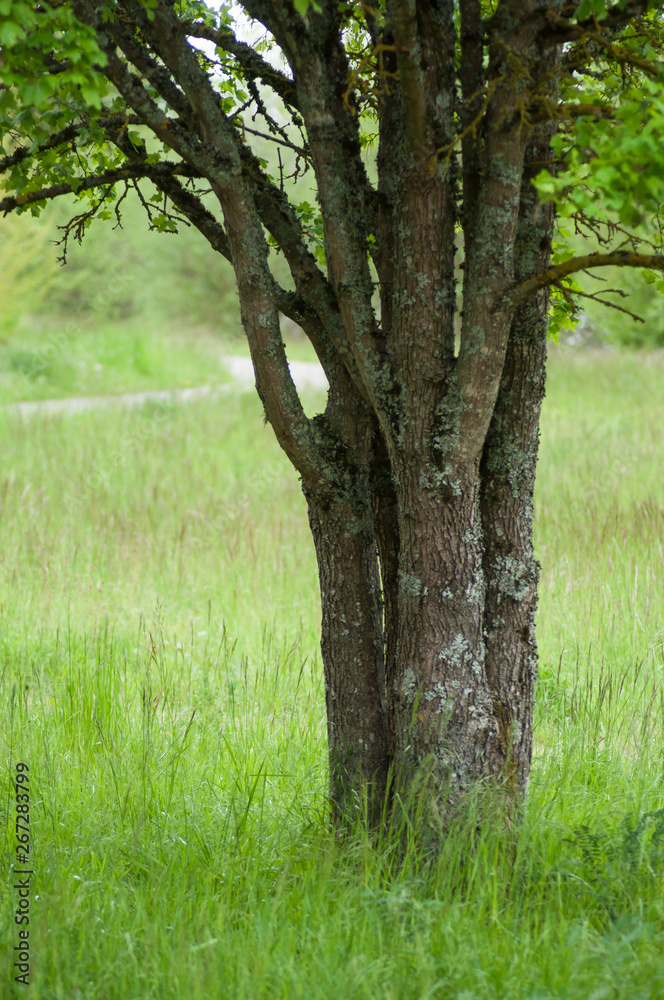 Closeup of maple tree in a meadow Closeup of maple tree in a meadow
