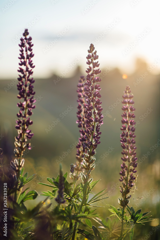 Garden with freshly Delphinium flower