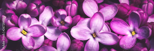 Banner Of Blooming Purple Lilac Flowers Background