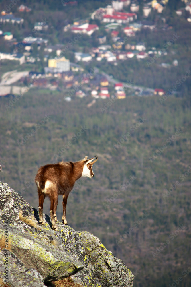 Chamois (Rupicapra) in the Tatra Mountains, Slovakia
