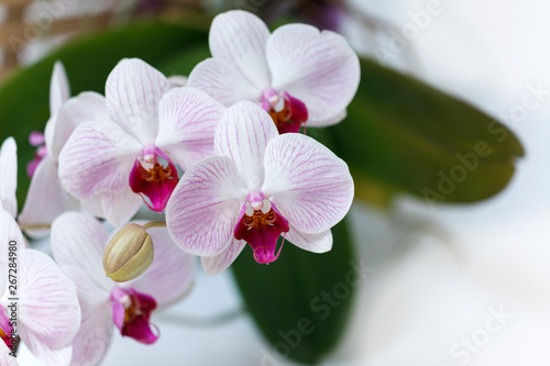 Blossom orchid flower
