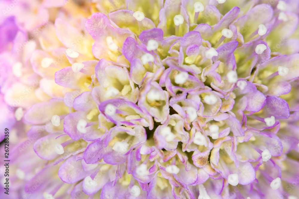 Pretty Small Pink and Purple Petals on a Flower Head Pretty Small Pink and Purple Petals on a Flower Head