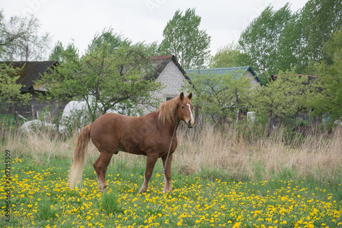 Horse standing against herd