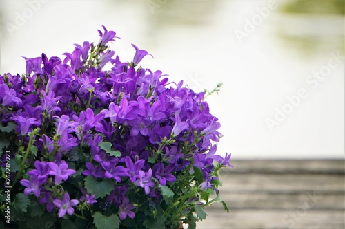 Purple flowers of Dalmatian bellflower or Adria bellflower or Wall bellflower (Campanula portenschlagiana)  on blurred pond and wooden background, Spring in Georgia USA. photo