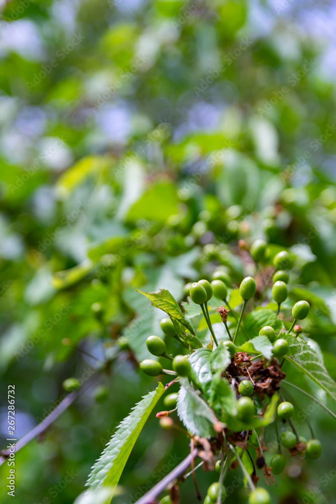 Twigs with ripening green cherries during spring time. Twigs with ripening green cherries during spring time.