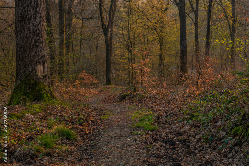 Color spring forest in tree leafs valley in central Germany