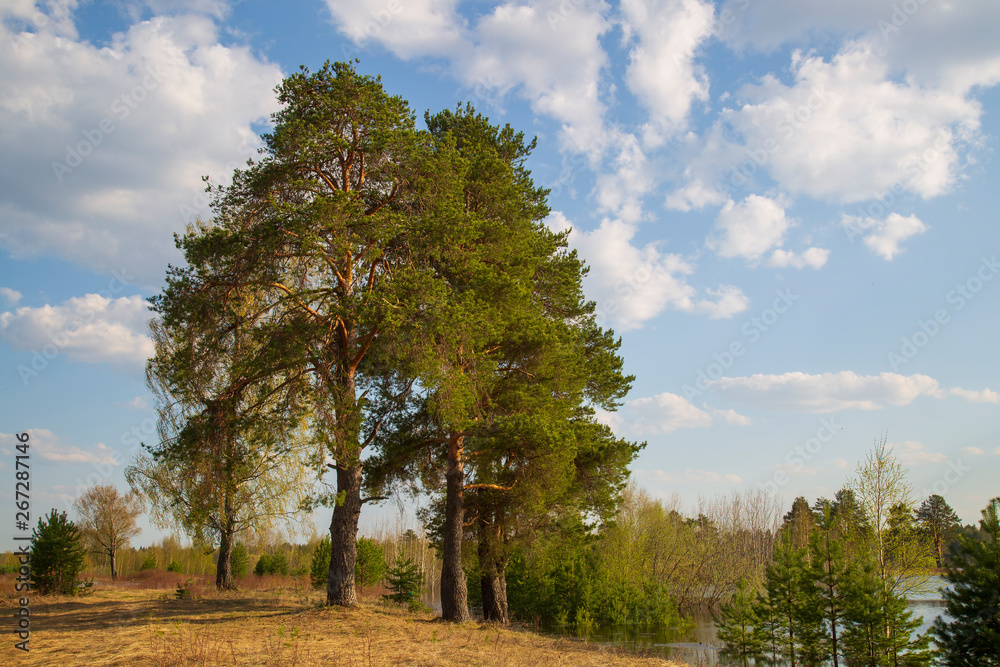 Beautiful spring landscape of pine on the field. Beautiful spring landscape of pine on the field.