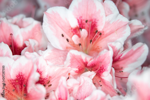 Close Up of Pretty Pink Carnation Style Flowers and Petals