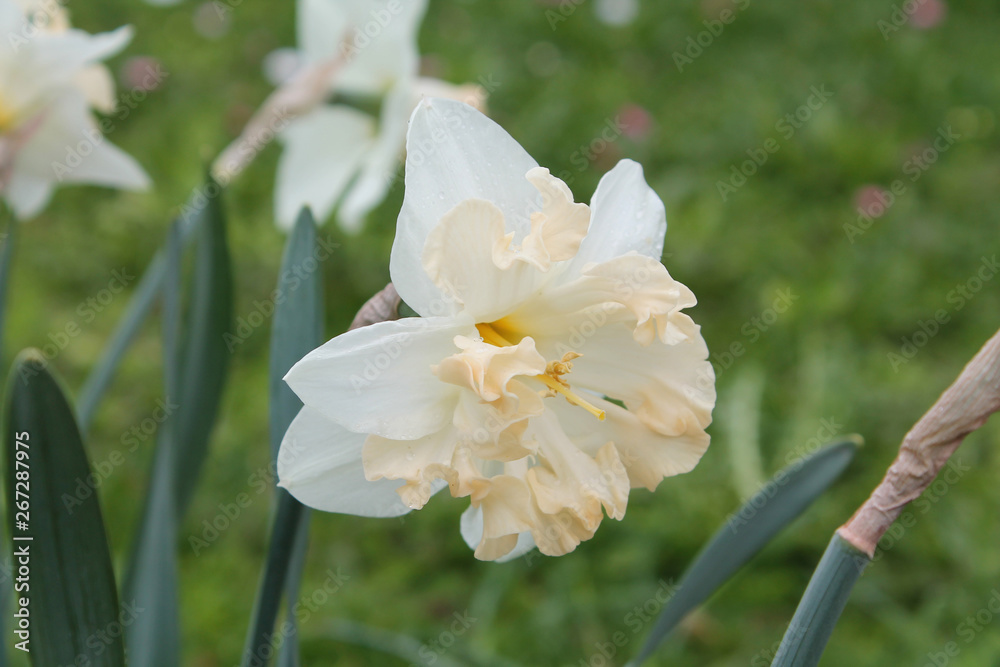 White flower of Daffodil (Narcissus) close-up in garden. Cultivar Palmares from Split-Cupped Collar Daffodil White flower of Daffodil (Narcissus) close-up in garden. Cultivar Palmares from Split-Cupped Collar Daffodil