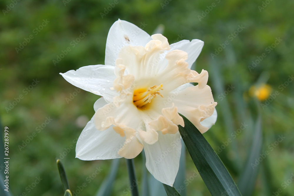 White flower of Daffodil (Narcissus) close-up in garden. Cultivar Palmares from Split-Cupped Collar Daffodil White flower of Daffodil (Narcissus) close-up in garden. Cultivar Palmares from Split-Cupped Collar Daffodil