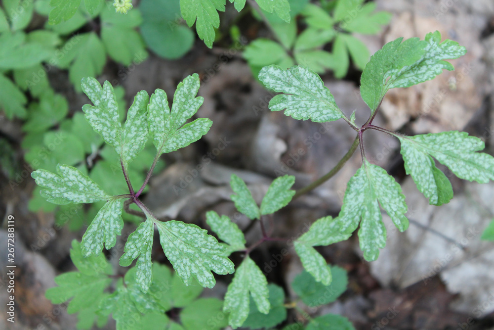 Ochropsora ariae on green leaf of Anemone nemorosa or Wood anemone in forest, April, Belarus Ochropsora ariae on green leaf of Anemone nemorosa or Wood anemone in forest, April, Belarus