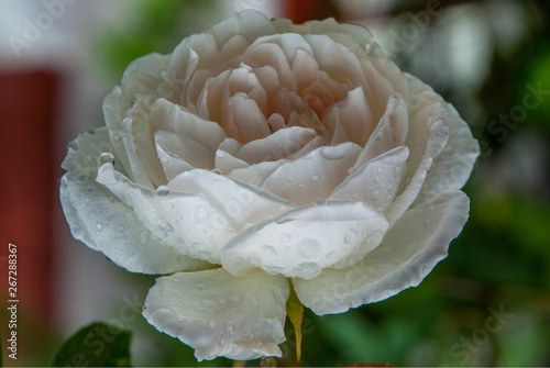 White rose flower blooming in roses garden.