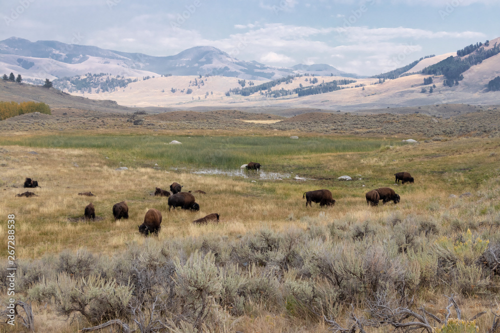 Bison Grazing in Wyoming