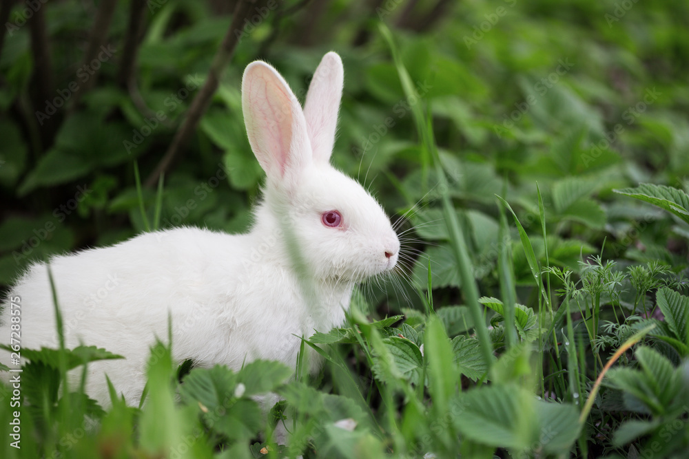 beautiful little white rabbit in the grass beautiful little white rabbit in the grass