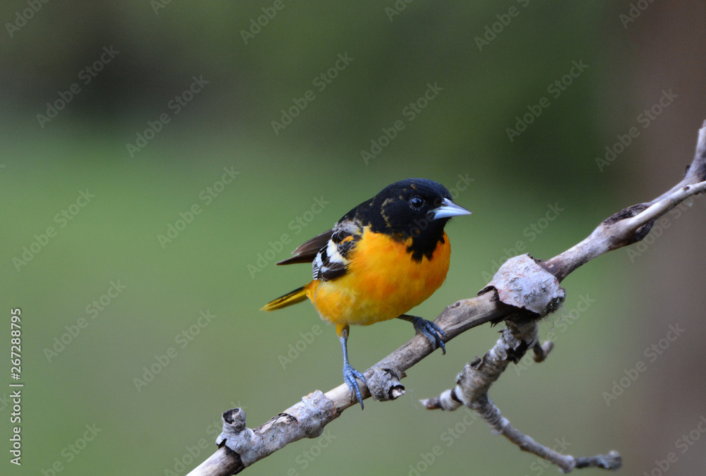 Baltimore Oriole Baltimore Oriole