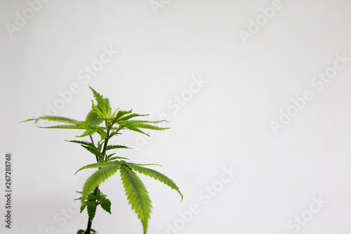 Cannabis leaves of a plant on a white background Marijuana Weed