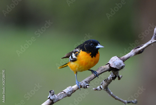 Baltimore Oriole