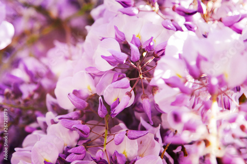 Artistic nature wallpaper blurry background with purple flowers wisteria or glycine in springtime.