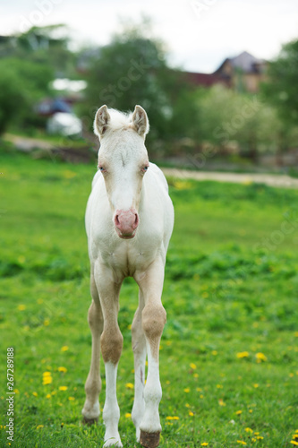 pony cream foal coming to us in green grass meadow © anakondasp