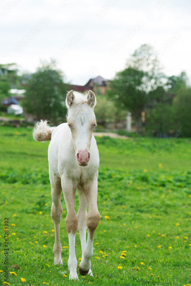 pony cream foal coming to us in green grass meadow pony cream foal coming to us in green grass meadow